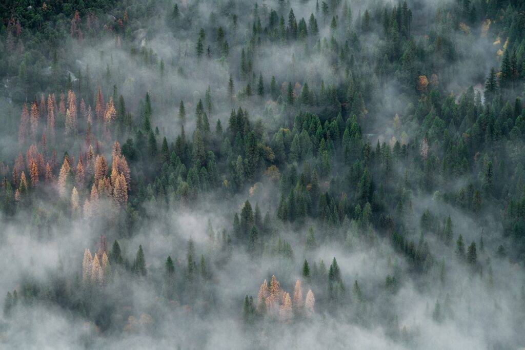 california forest burning from a wildfire